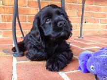 Puppies for sale cocker spaniel - Ukraine, Luck