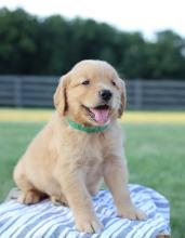 Puppies for sale golden retriever - United Kingdom, Blackpool