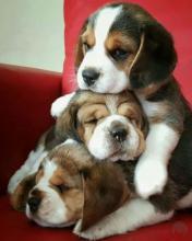 Puppies for sale beagle - Slovenia, Belgrade