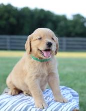 Puppies for sale golden retriever - Russia, Archangel