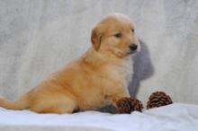 Puppies for sale golden retriever - Netherlands, Borne