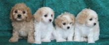 Puppies for sale , cavashound - Greece, Thessaloniki