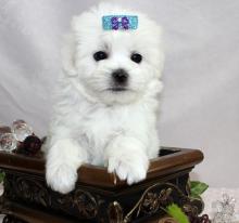 Puppies for sale maltese - Estonia, Pya