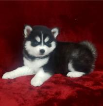 Puppies for sale other breed, pomsky puppies - Ireland, Cork