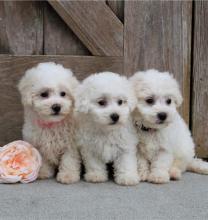 Puppies for sale , bichon frise - Estonia, Narva