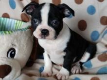 Puppies for sale boston terrier - Luxembourg, Luxembourg