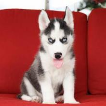 Puppies for sale , siberian husky - United Kingdom, Aberfan