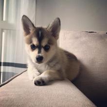 Puppies for sale , pomsky puppies - Georgia, Batumi