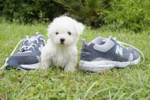 Puppies for sale bichon - Finland, Äänekoski