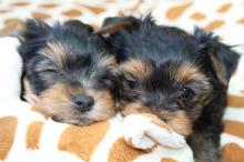 Puppies for sale yorkshire terrier - Belgium, Gant