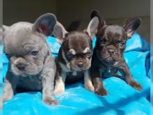 Puppies for sale french bulldog - Denmark, Aarhus