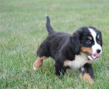 Puppies for sale bernese mountain dog - Sweden, Goteborg