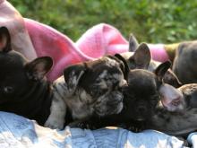 Puppies for sale french bulldog - Hungary, Miskolc