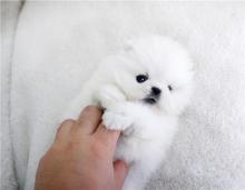 Puppies for sale pomeranian spitz - Austria, Graz