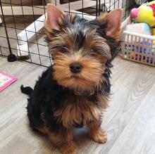 Puppies for sale yorkshire terrier - Czech Republic, Luhacovice