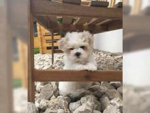 Puppies for sale maltese - Hungary, Miskolc