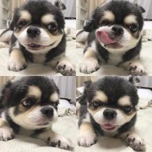 Puppies for sale , chihuahua puppies - Moldova, Bender