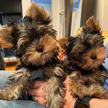 Puppies for sale yorkshire terrier - Poland, Grudenets