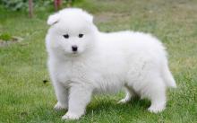 Puppies for sale samoyed dog (samoyed) - Ireland, Dublin, Galway