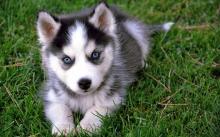 Puppies for sale , pomsky - Kazakhstan, Ekibastuz