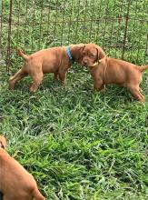 Puppies for sale , vizsla - Italy, Ancona