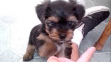 Puppies for sale yorkshire terrier - Portugal, Lisbon