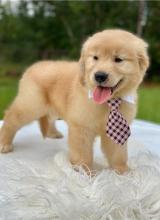 Puppies for sale golden retriever - Portugal, Lisbon