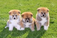 Puppies for sale akita - Ireland, Dublin, Galway