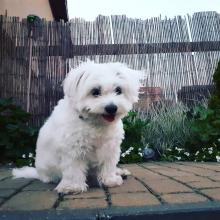 Puppies for sale maltese - Finland, Kotka