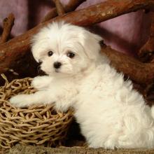 Puppies for sale maltese - Czech Republic, Nitra