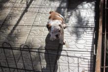 Puppies for sale english bulldog - Belgium, Gant