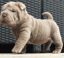 Puppies for sale shar pei - Ireland, Dublin, Galway