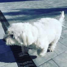 Puppies for sale maltese - Slovakia, Gottwald