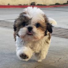 Puppies for sale shih tzu - Ireland, Dublin, Galway