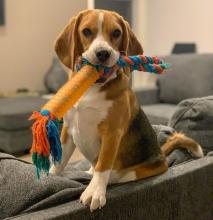 Puppies for sale beagle - Netherlands, Enschede