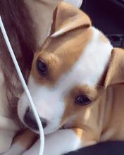Puppies for sale american pit-bull terrier - Czech Republic, Prague
