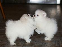 Puppies for sale , pomeranian - Ireland, Belfast