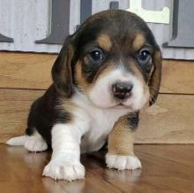 Puppies for sale beagle - Georgia, Kutaisi