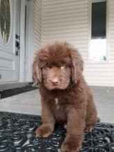 Puppies for sale newfoundland - Finland, Helsinki