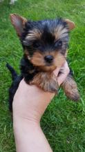 Puppies for sale yorkshire terrier - Italy, Rome