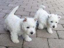 Puppies for sale west highland white terrier - Ireland, Cork, Kilkenny