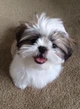 Puppies for sale shih tzu - Ireland, Cork, Kilkenny