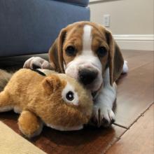 Puppies for sale beagle - Georgia, Kutaisi