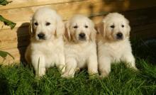 Puppies for sale golden retriever - Ireland, Cork, Kilkenny