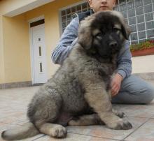 Puppies for sale caucasian shepherd dog - Ireland, Cork, Kilkenny