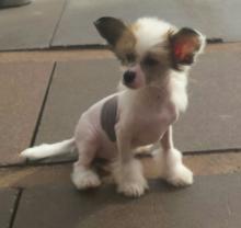Puppies for sale chinese crested dog - Ireland, Cork, Kilkenny