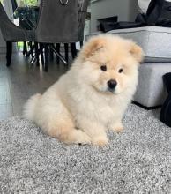 Puppies for sale chow chow - Ireland, Belfast