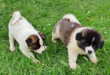 Puppies for sale akita - Italy, Rome. Price 10 €