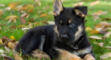 Puppies for sale german shepherd dog - Ireland, Belfast