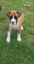 Puppies for sale boxer - Russia, Komsomolsk-on-Amur